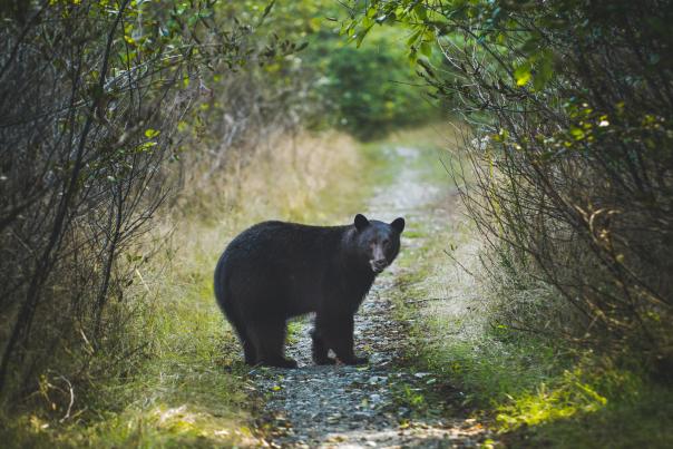 Black Bear in Durango, CO