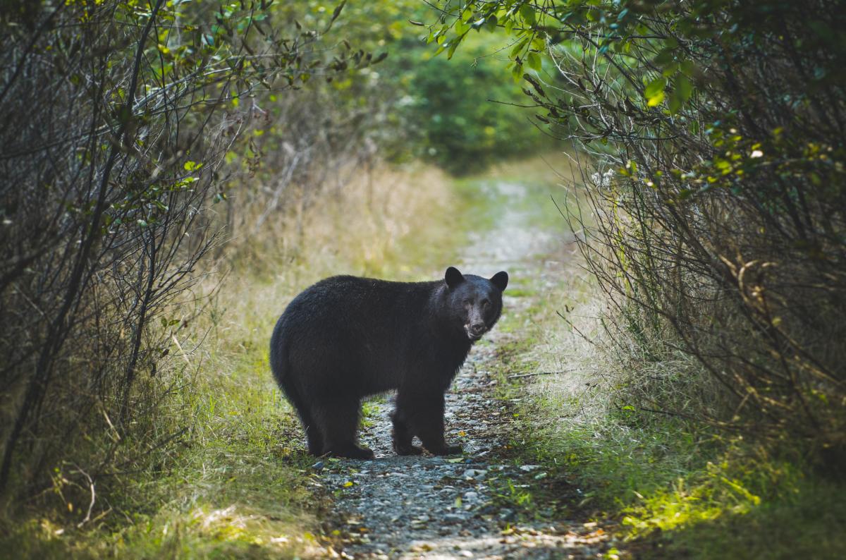 Black Bear in Durango, CO