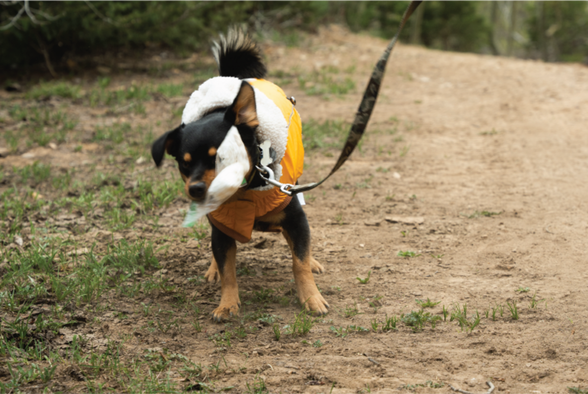 dog on leash wearing vest shakes a ziplock bag in its mouth